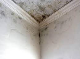 Mold Documentation for Insurance Claims in Ewa Villages, HI